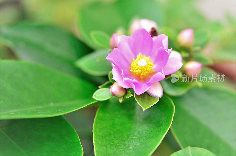 美丽的粉红花的pereskia aculeata